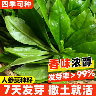 人参菜种子土人参种籽菜园大田盆栽特色野菜易成活蔬菜种孑大全苗