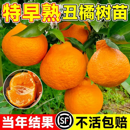 四川丑橘树苗丑八怪树苗橘子苗