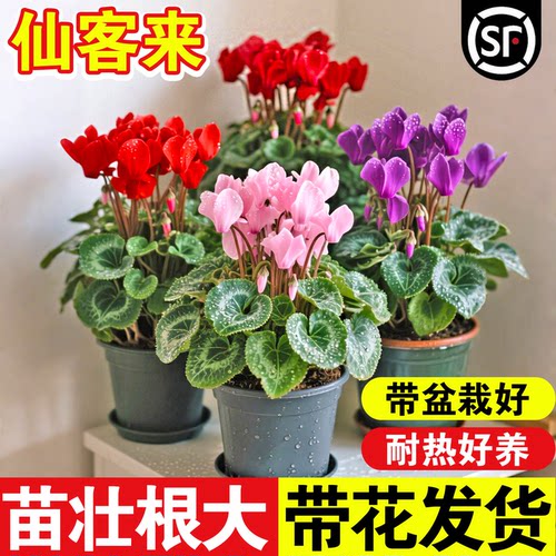 仙客来盆栽带花特大号兔子花卉