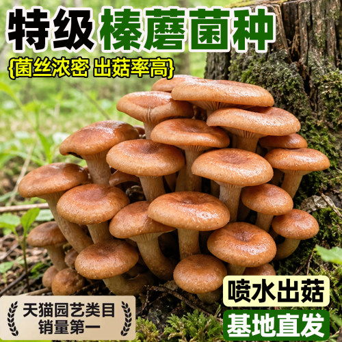 东北榛磨菌种菌包蜜环菌蜜蘑菌包