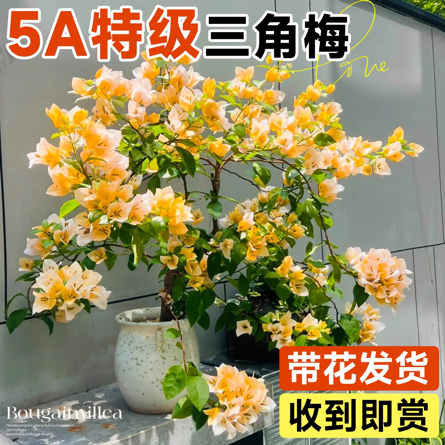 重瓣三角梅盆栽加州黄金带花