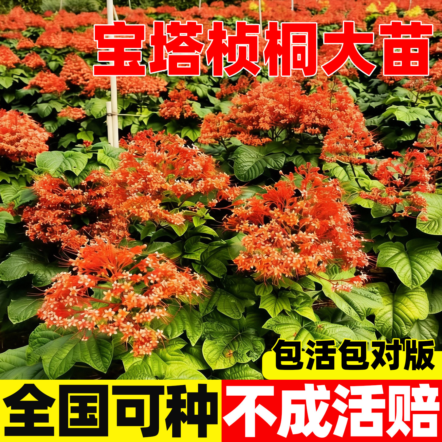 宝塔桢桐花苗盆栽带花香盏花
