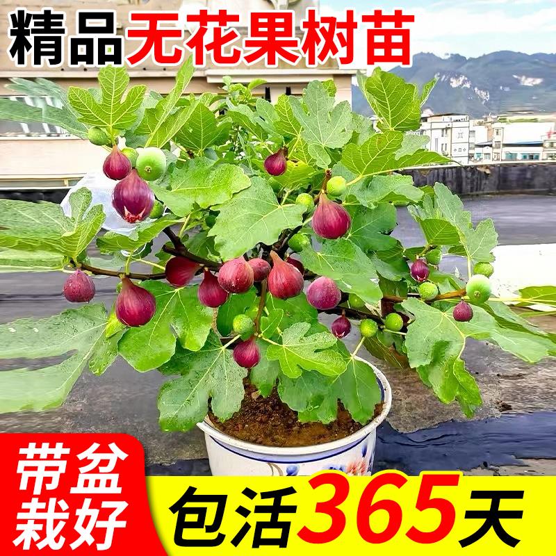无花果树苗波姬红特大带矮