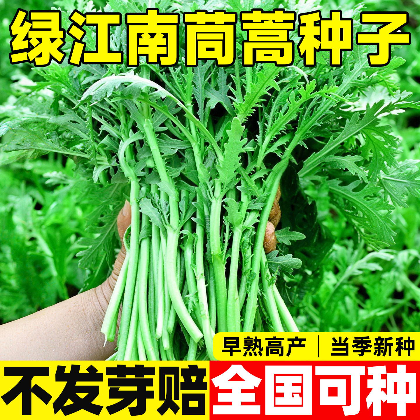 绿江南光杆茼蒿种子高产耐寒味浓小叶茼蒿阳台盆栽四季可播皇帝菜