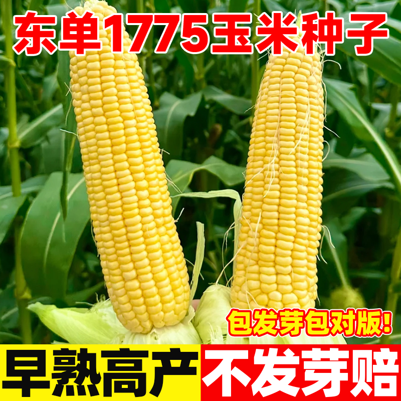 东单1775玉米种子正品国审高产