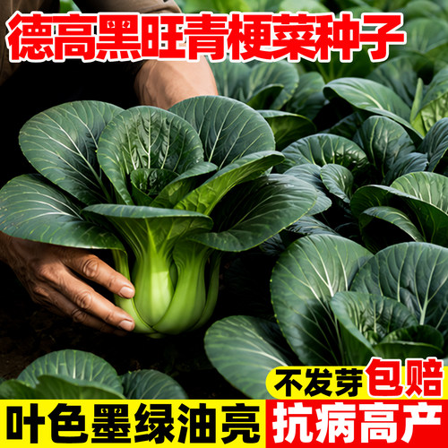 德高黑旺杂交青梗菜种子黑叶油亮
