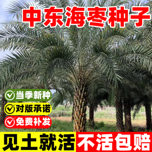 中东海枣阿联酋伊拉克椰枣种子加拿利海枣树水果枣子树木盆栽植物