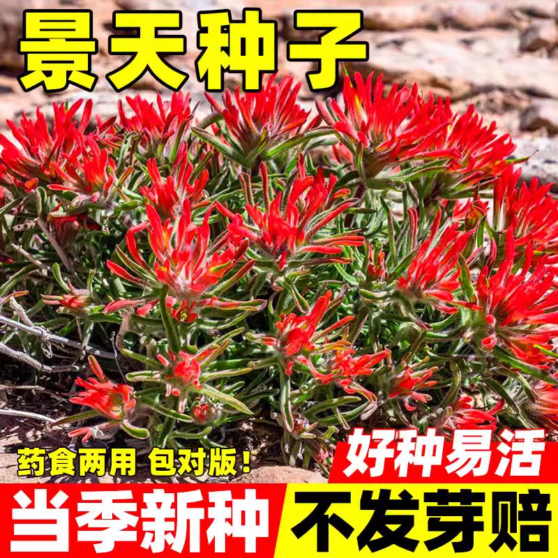 景天种子红花八宝景天种籽四季种植高产易活费菜三七养心高钙菜籽