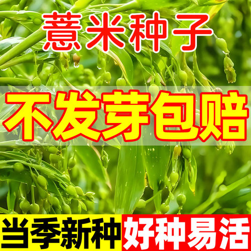 薏米种子中药材四季种植多年生苗