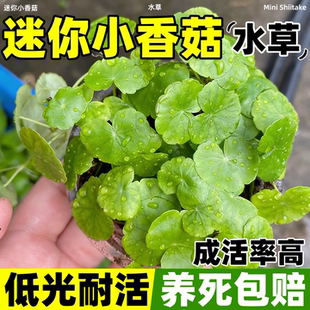 迷你小香菇阴性水草缸造景稀有中前景辣椒迷你榕雨裂天湖无CO2