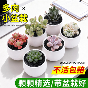 多肉植物小盆栽稀罕幼儿园趣味群生多头大株老桩办公室内绿植花卉