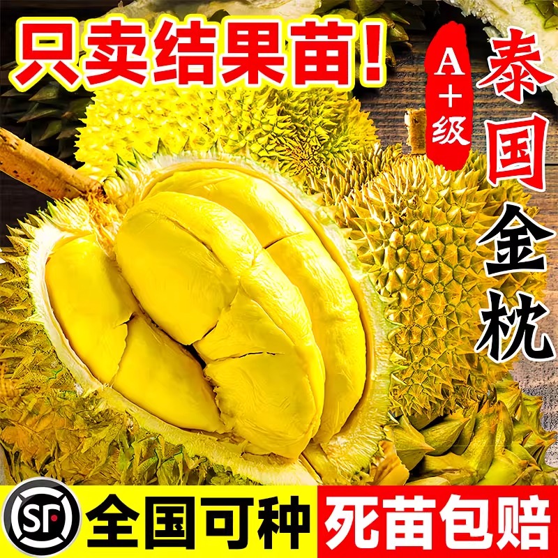 金枕榴莲树果苗当年结南北