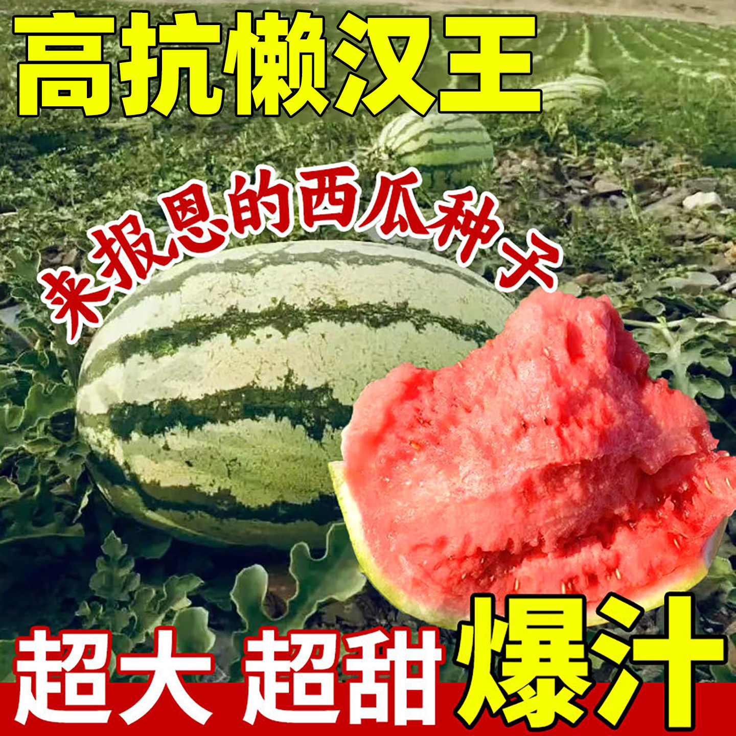 高抗懒汉王西瓜种子巨型无籽麒麟美都甜王西瓜秧苗四季水果蔬菜籽,鲜花速递/花卉仿真/绿植园艺,家庭园艺种子,淘宝优惠券,粉丝福利购,淘宝优惠卷