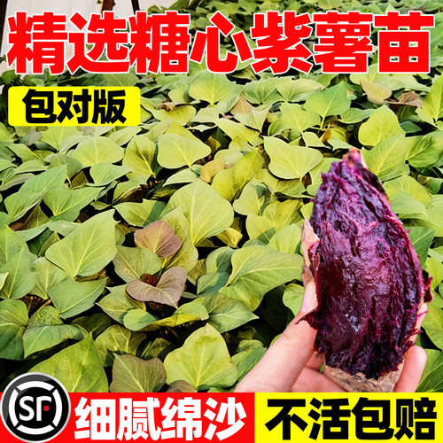糖心紫薯苗早熟高产红薯苗秧蜜薯