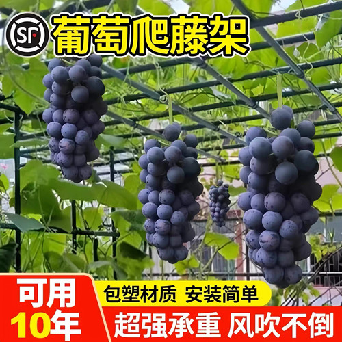 户外园艺包塑钢管葡萄百香果爬藤