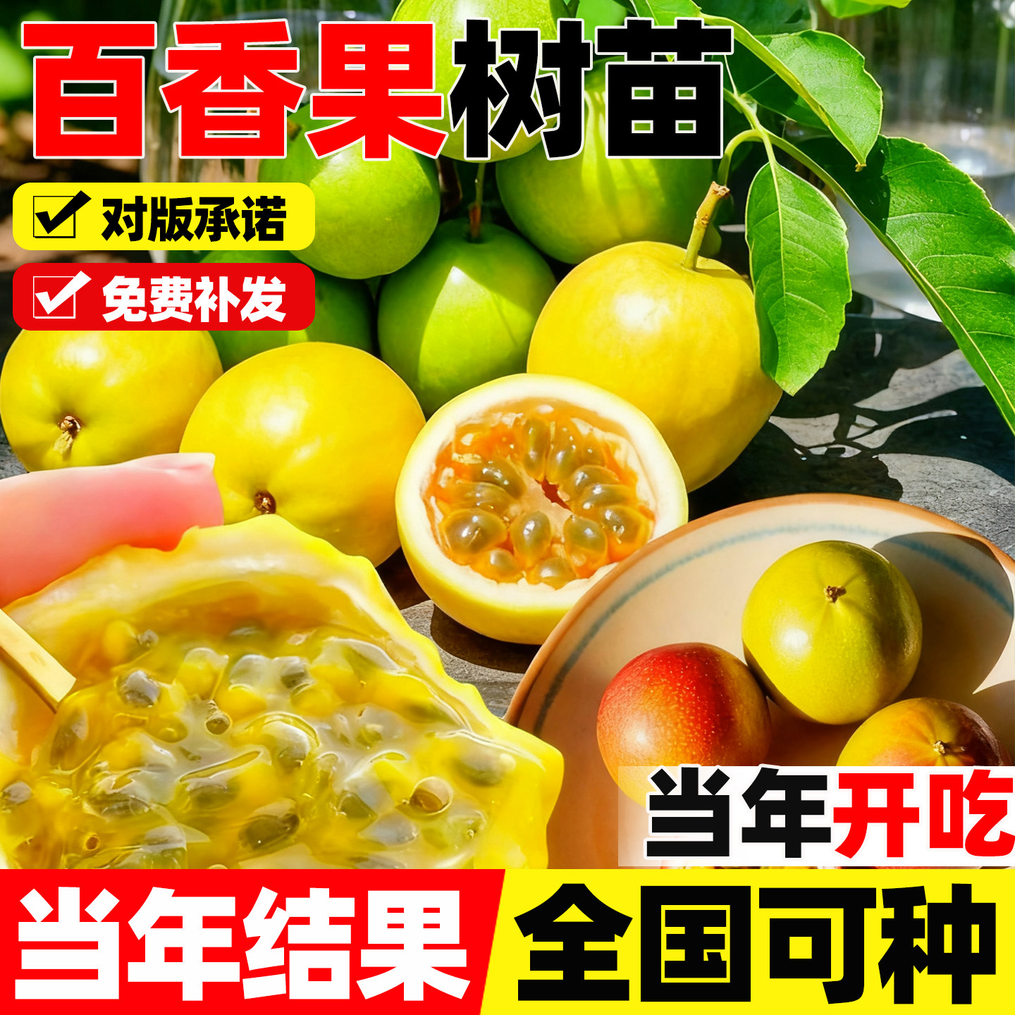 百香果树果苗广西纯甜图片
