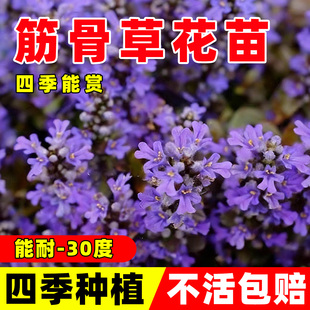 姬十二单筋骨草多花宿根花镜植物多年生耐热耐寒庭院绿化四季好养