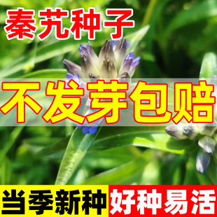 秦艽种子四季种植易活多年生中药材麻花艽西大艽萝卜艽小秦玖种籽