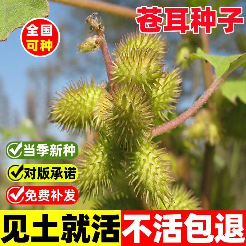 苍耳种子带刺毛苍耳种籽四季种植易活苍耳粉毛苍子野生中药材种孑