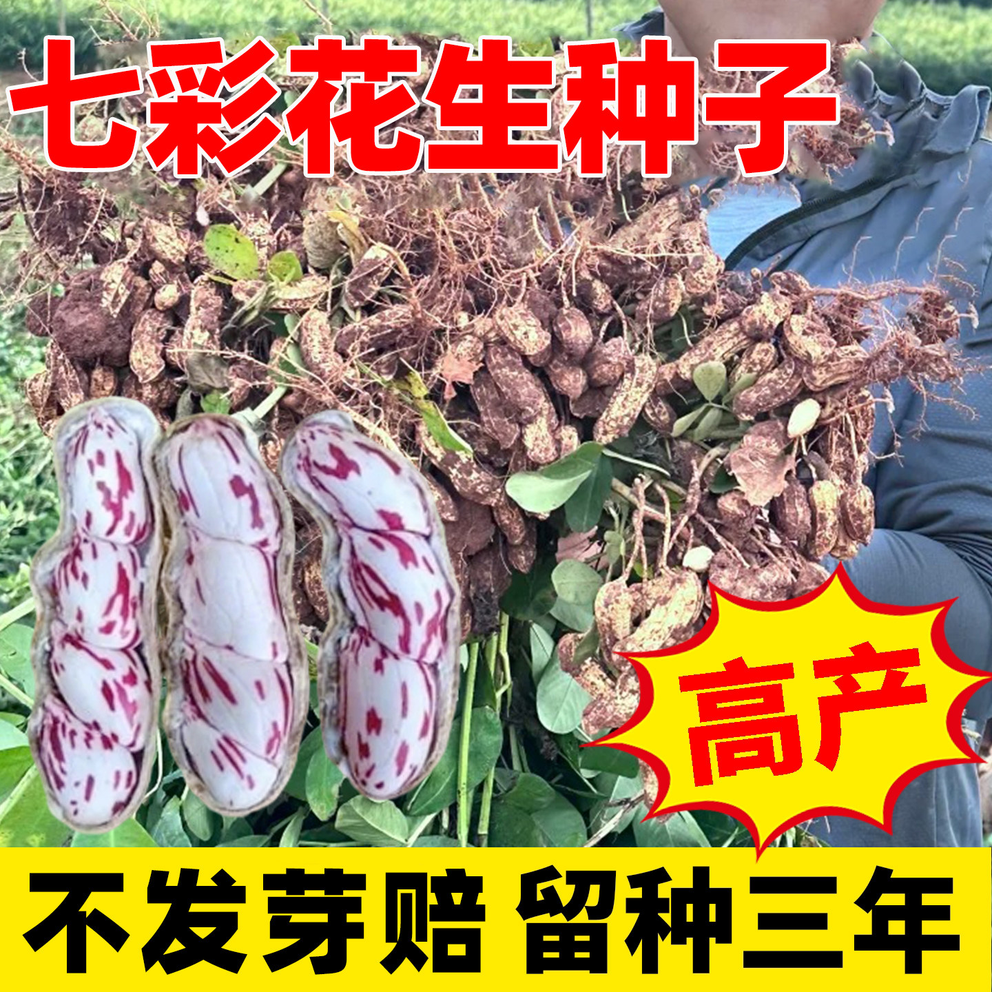 云南七彩花生种子超高产南方老品图片