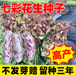 云南七彩花生种子超高产南方老品种原种抗旱水果花生种籽孑可留种