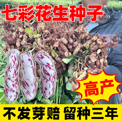 云南七彩花生种子超高产南方老品