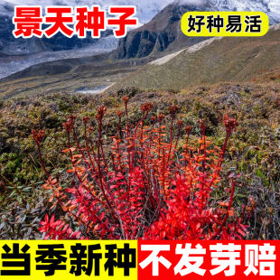景天种子红花八宝景天种籽四季种植高产易活费菜三七养心高钙菜籽