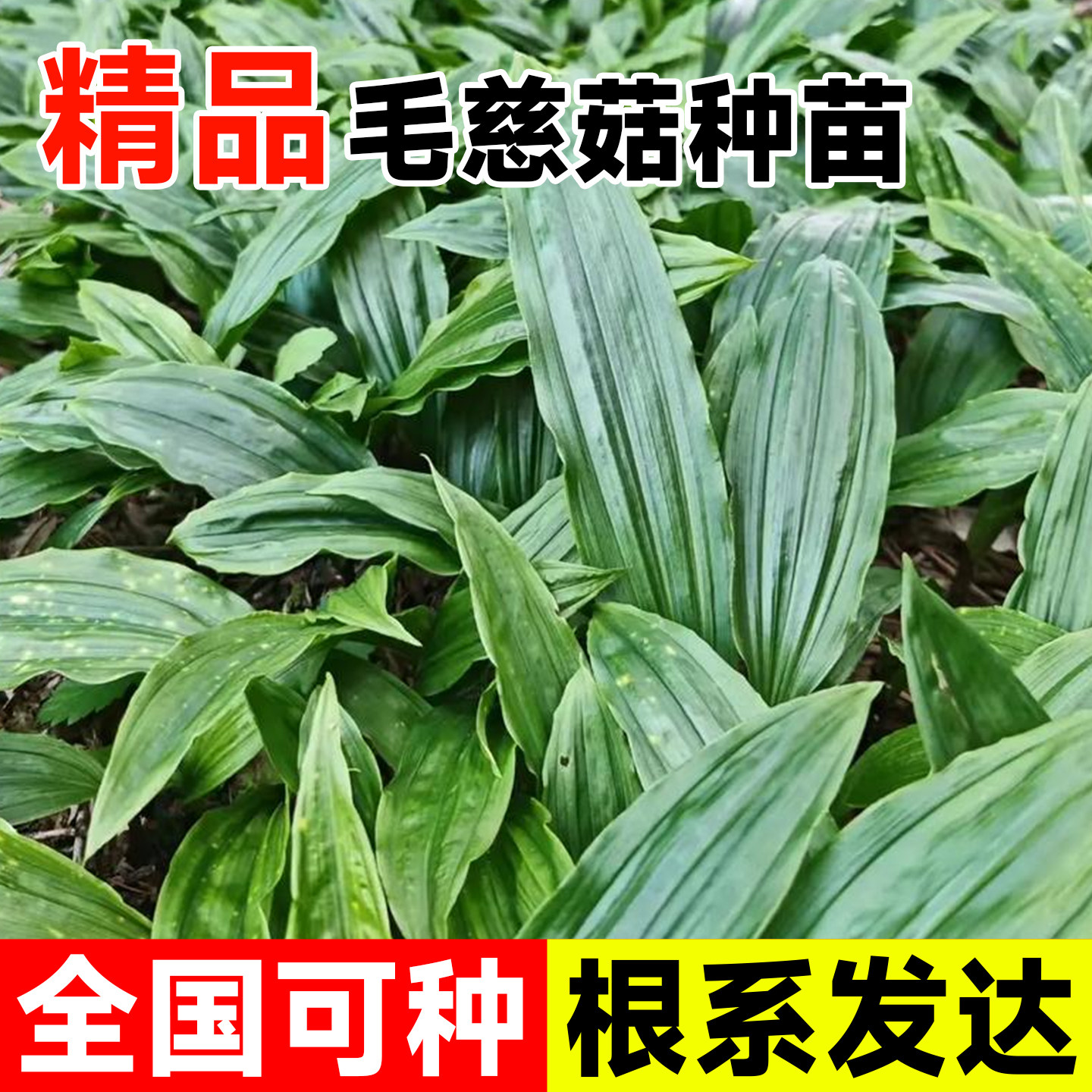 毛慈菇种苗现挖现发独叶白芨好种易成活山慈菇冰球子新鲜中草药苗
