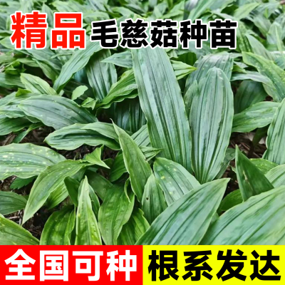 毛慈菇种苗现挖现发独叶白芨好