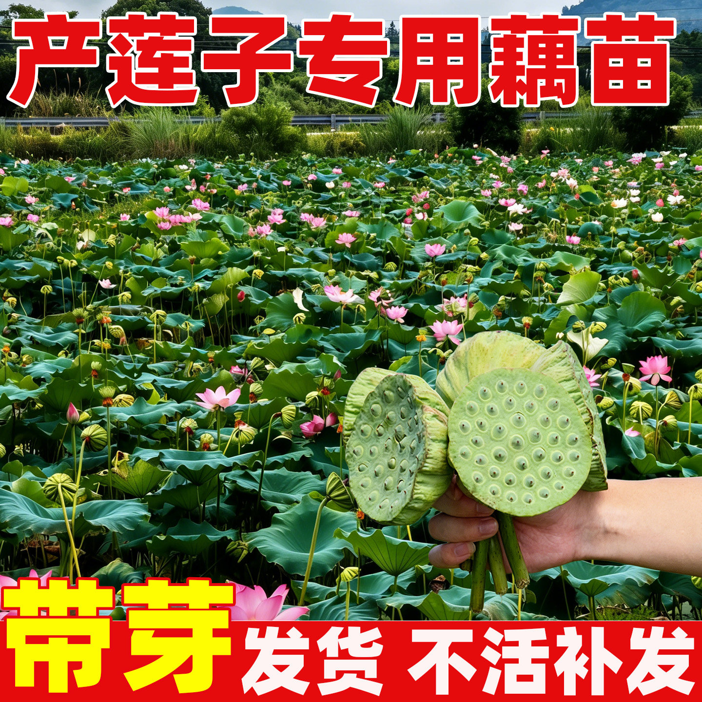 产莲子专用藕苗高产莲子莲蓬种红花莲藕苗食用水果莲子种池田种植