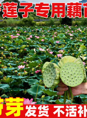产莲子专用藕苗高产莲子莲蓬种红