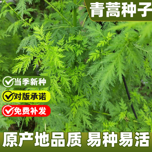 青蒿种子四季种植野生中药材种籽青蒿黄花蒿种子香蒿菊科植物种孑