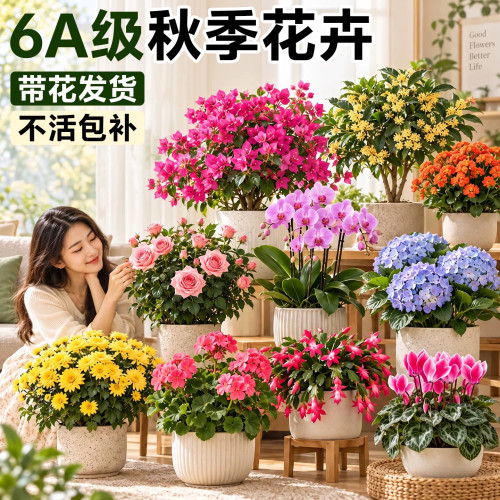 秋天适合种的花秋季花卉盆栽绿植
