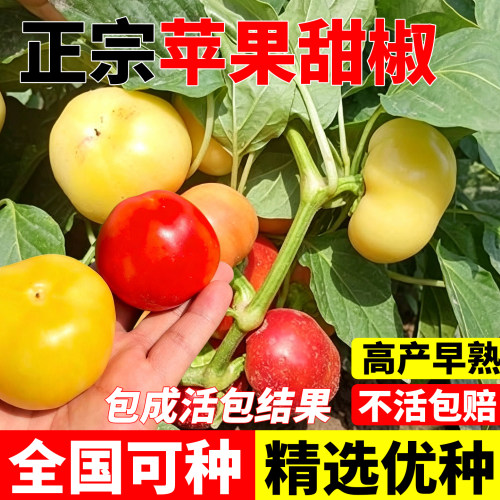 苹果甜椒种籽四季高产耐热可盆栽