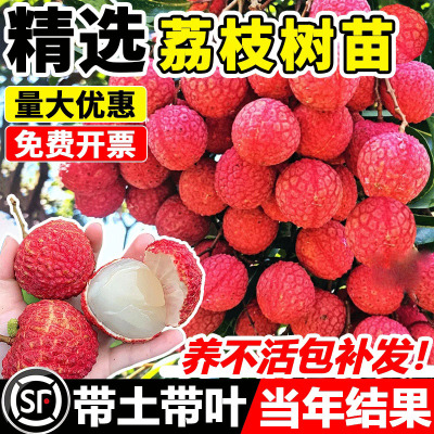 荔枝树苖嫁接果树庭院盆栽南北方