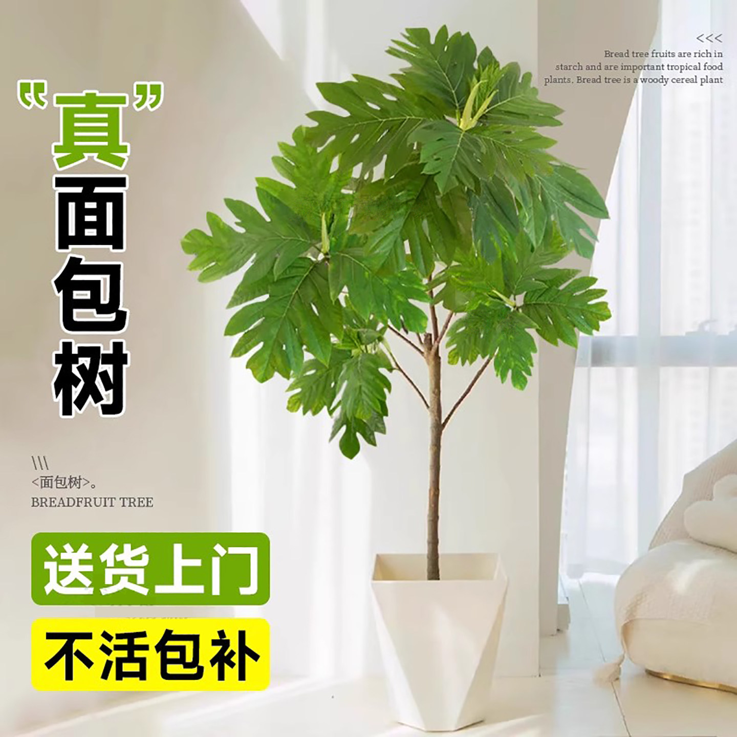 网红面包树盆栽落地大型禄植物客