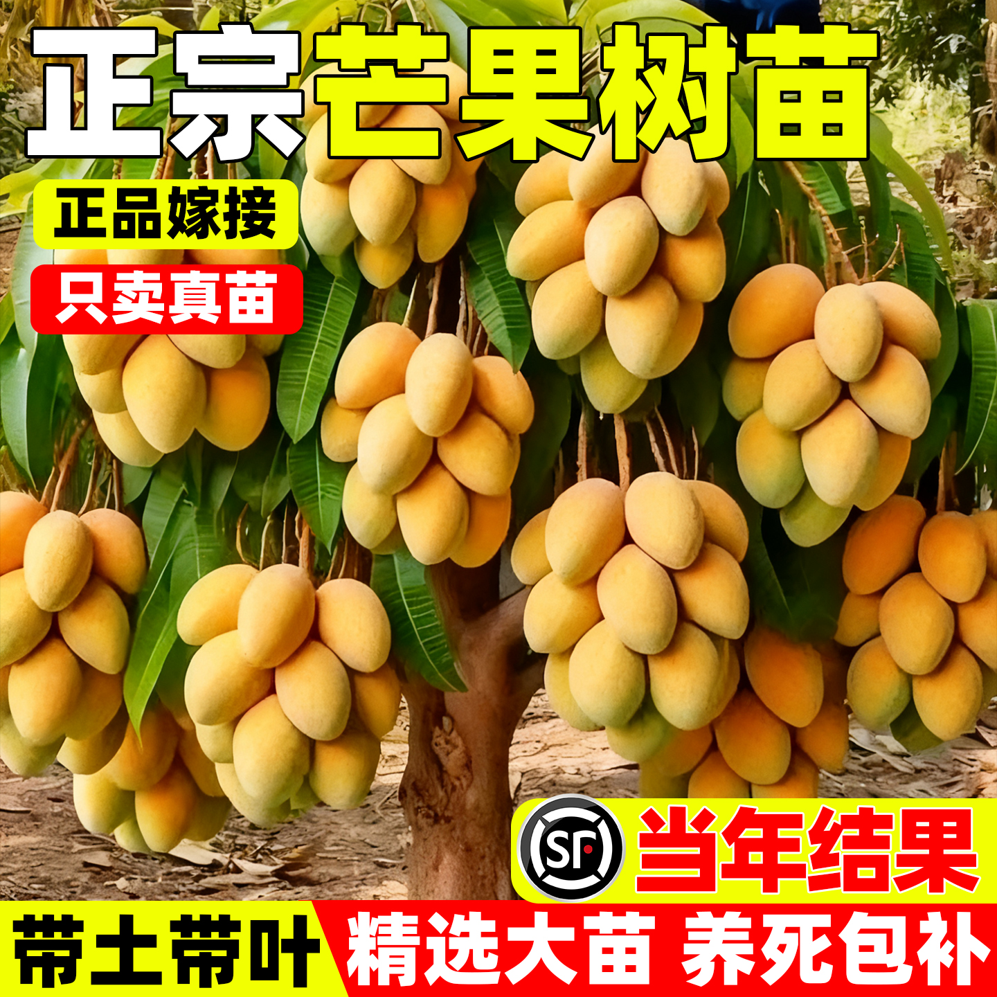 芒果树果苗嫁接金煌芒四季芒