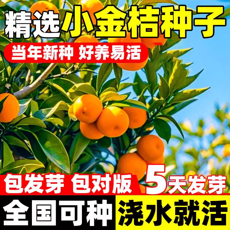 小金桔种子盆栽种籽四季播种桔柑橘年桔橘种孑庭院阳台易活果树苗