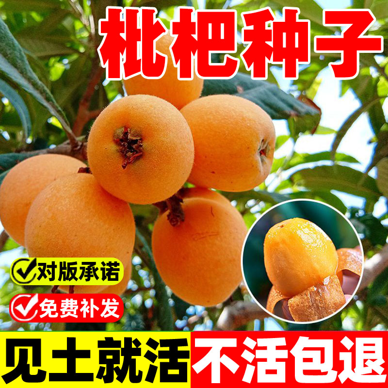 枇杷树种子砂糖子四季播无核枇杷树嫁接盆栽特大庭种植当年结果苗