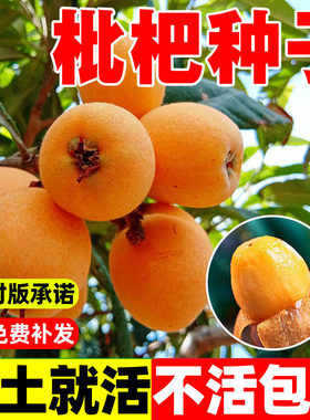 枇杷树种子四季播当年结果苗