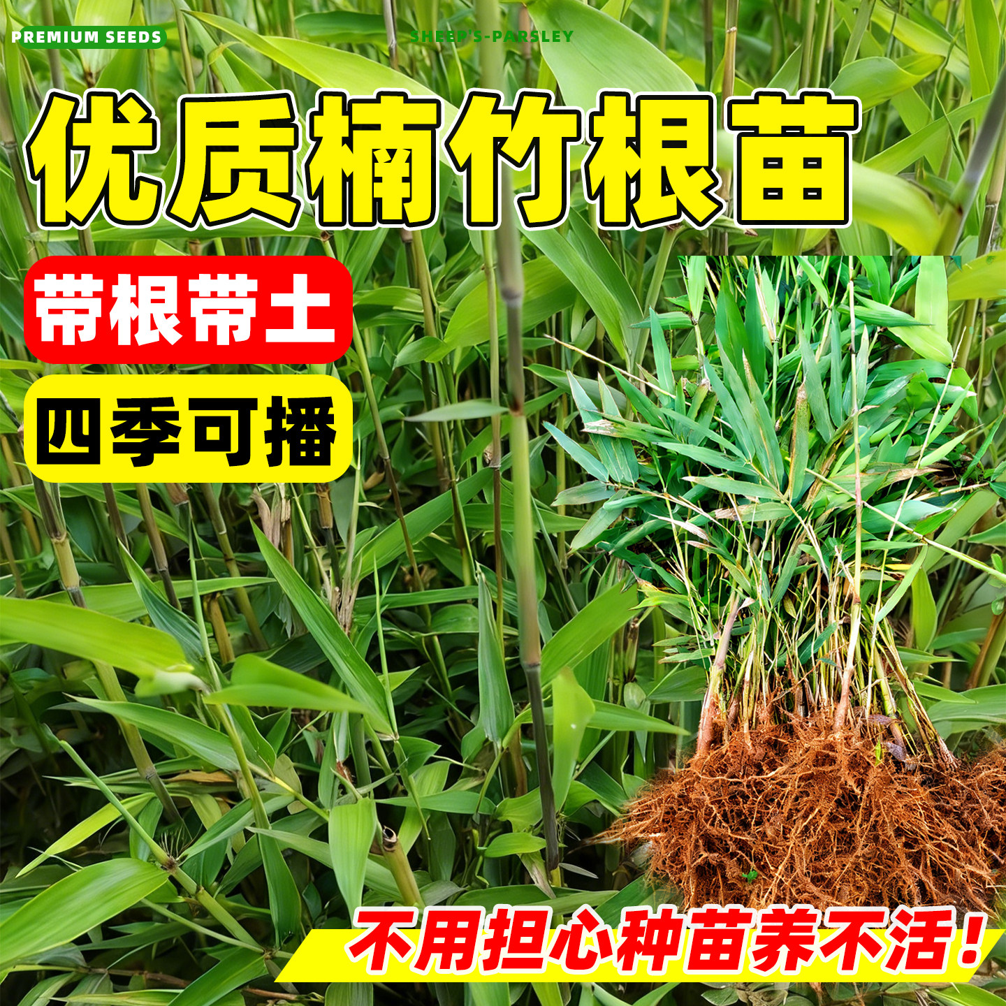 湖南大型楠竹根苗竹子根庭院室外竹子根耐寒春季冬季产竹笋多种植