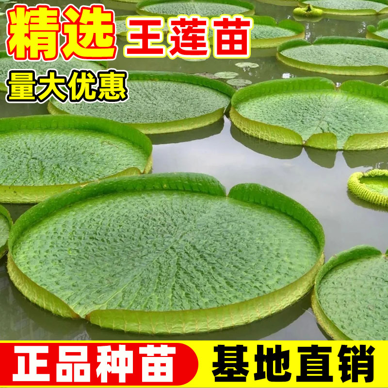 王莲苗池塘水生景观植物大型水景水培亚马逊霸王莲花种子易活籽种