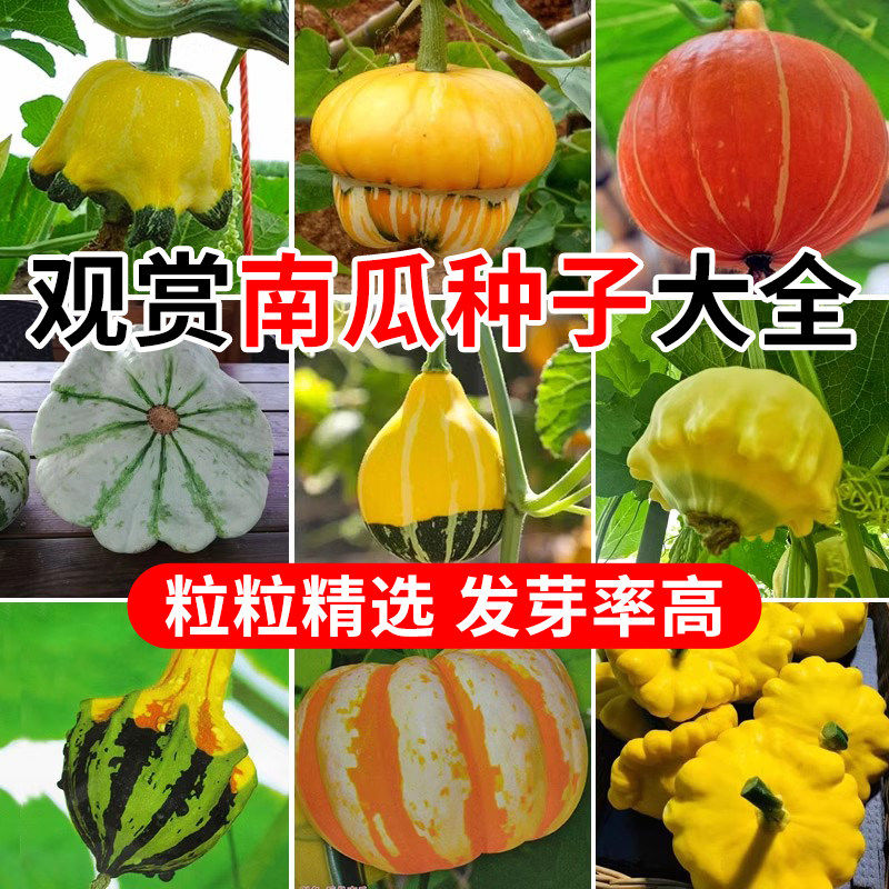 迷你观赏小南瓜种子种子巨型巨人四季香炉鱼翅籽大全子稀有飞碟瓜