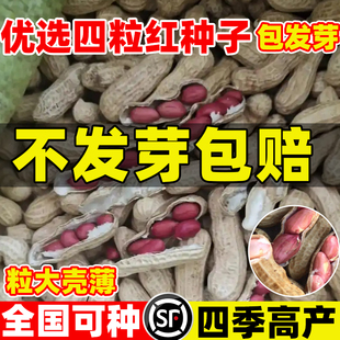 优选四粒红花生种子四季高产红皮花生种孑农家早熟矮杆大粒薄壳籽