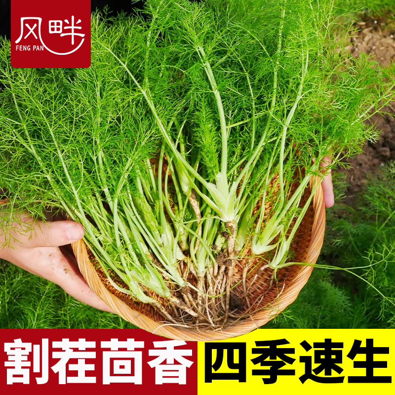 茴香菜种籽秋播蔬子孑南方