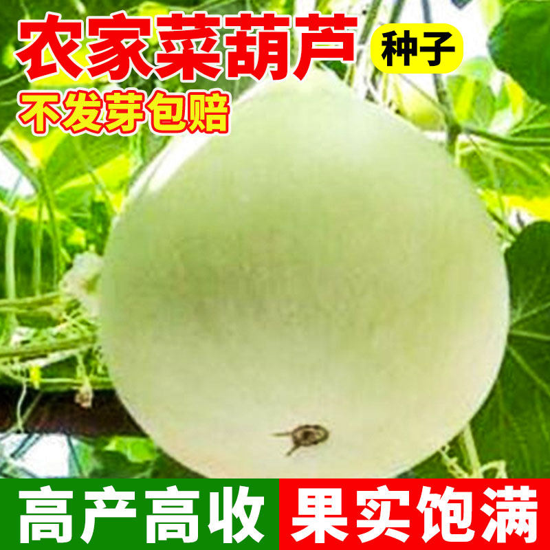 农家菜葫芦种子可食用可做瓢四季阳台庭院瓠瓜蔬菜孑大瓢葫芦种籽