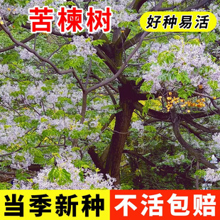 苦楝树种子楝枣树庭院绿化行道厂区风景树苗园林绿化紫花树哑巴树