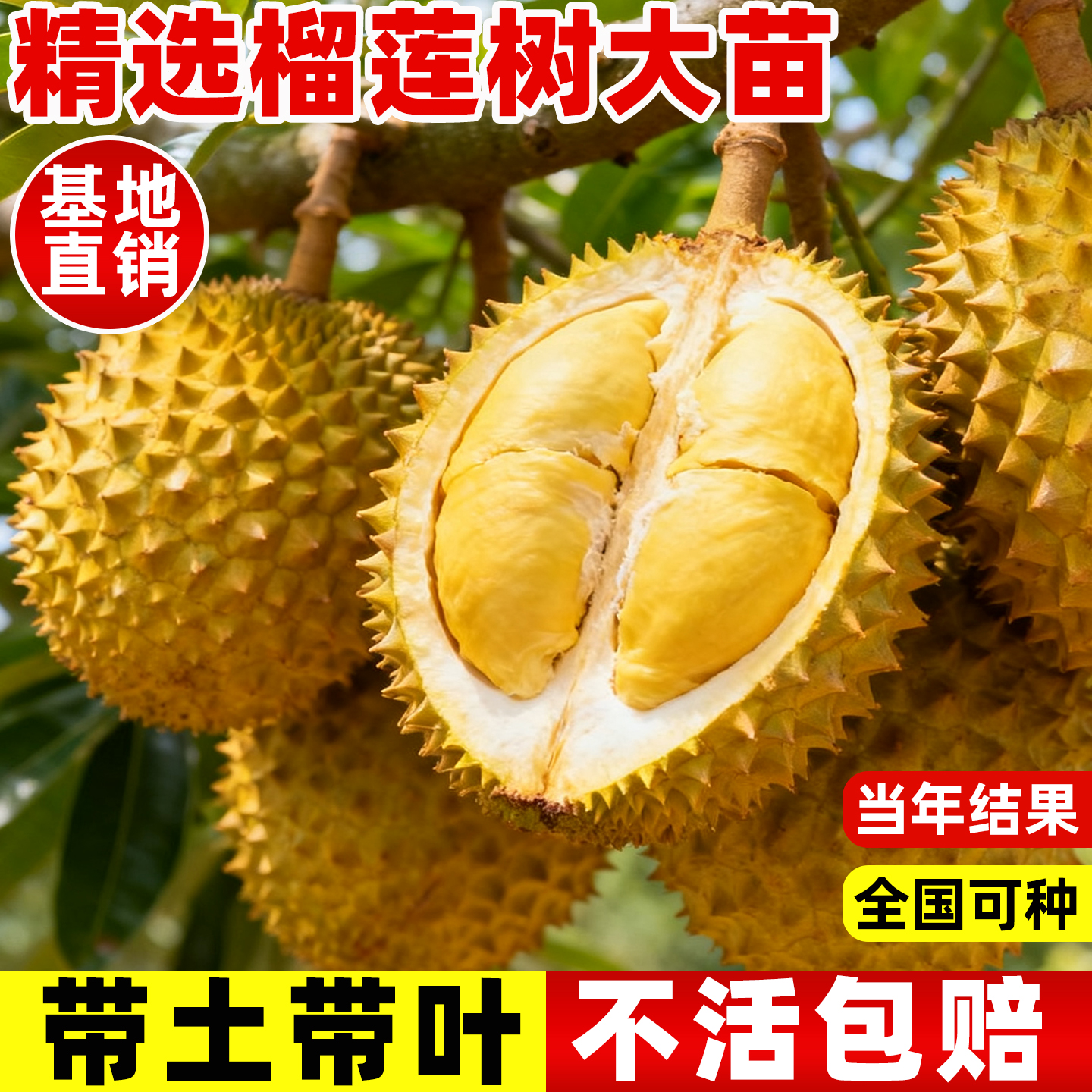 榴莲树苗南北方种植金枕榴莲正宗