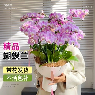 蝴蝶兰盆栽带花剑兰大苗带花苞客厅室内植物文心兰花卉四季好养活