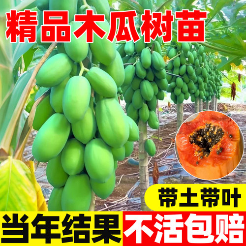 木瓜苗树南方矮化高产雷州冰糖红